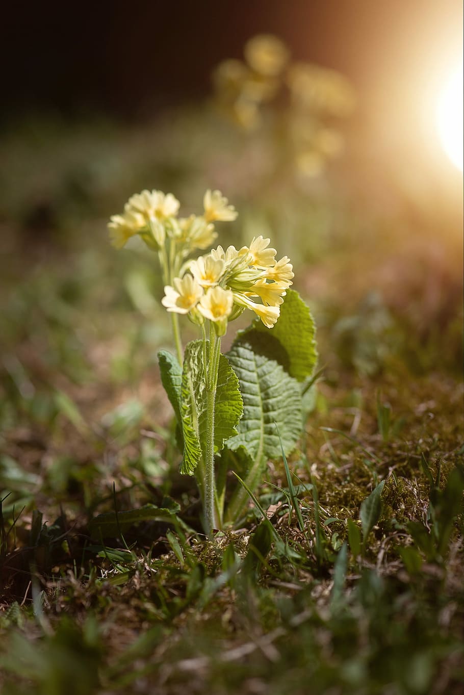 cowslip, pointed flower, spring flower, meadow, yellow, spring primrose HD wallpaper