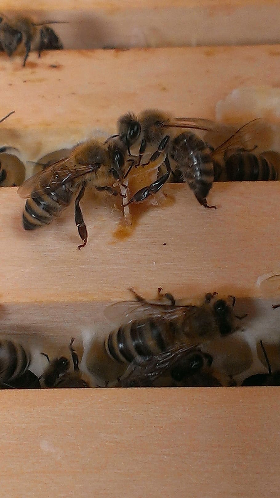 bees, honeycomb, wood, insect, animal, beehive, animal themes HD wallpaper