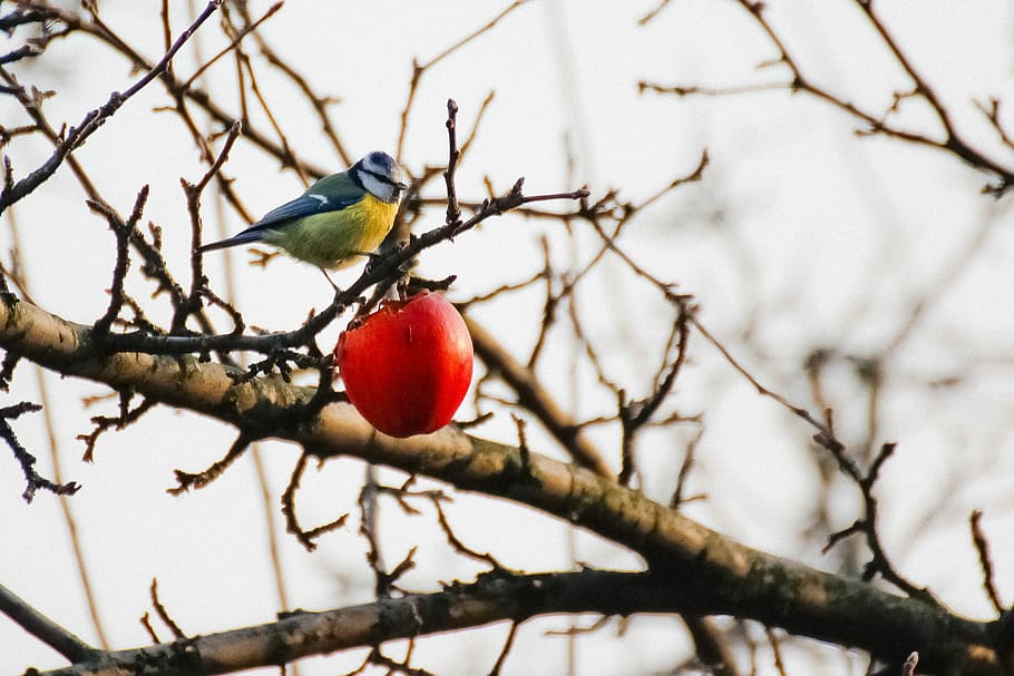 Chickadee, Winter, Apple, branch, red, tree, fruit, bare tree HD wallpaper