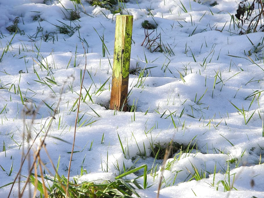 snow, winter, wintry, snow meadow, snowy, plant, nature, no people HD wallpaper