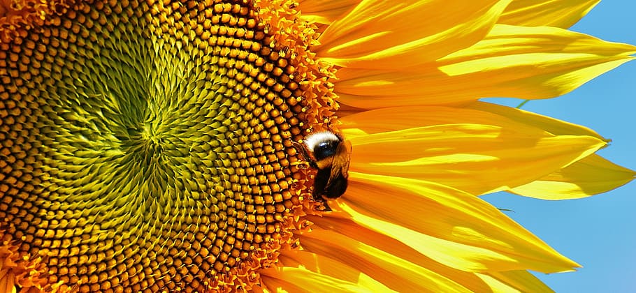 sunny, plant, flower, bee, bloom, blossom, close-up, flora, HD wallpaper HD wallpaper