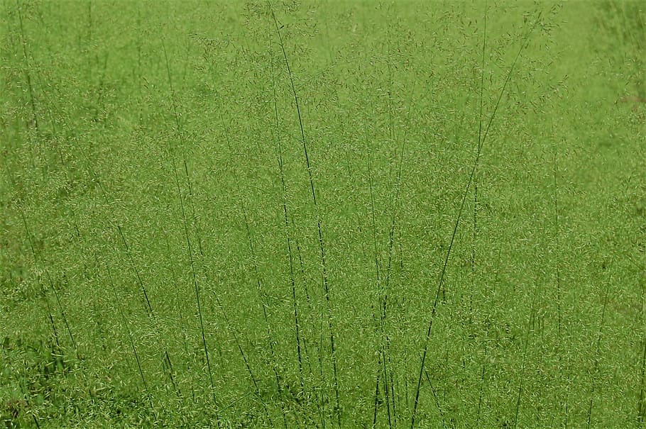 grass, green, grasses, high grass, close, blade of grass, nature HD wallpaper