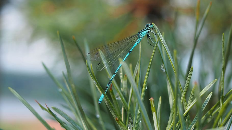 Nature, Insect, Wings, Summer, ważka, macro, fly, animal, abdomen, HD wallpaper