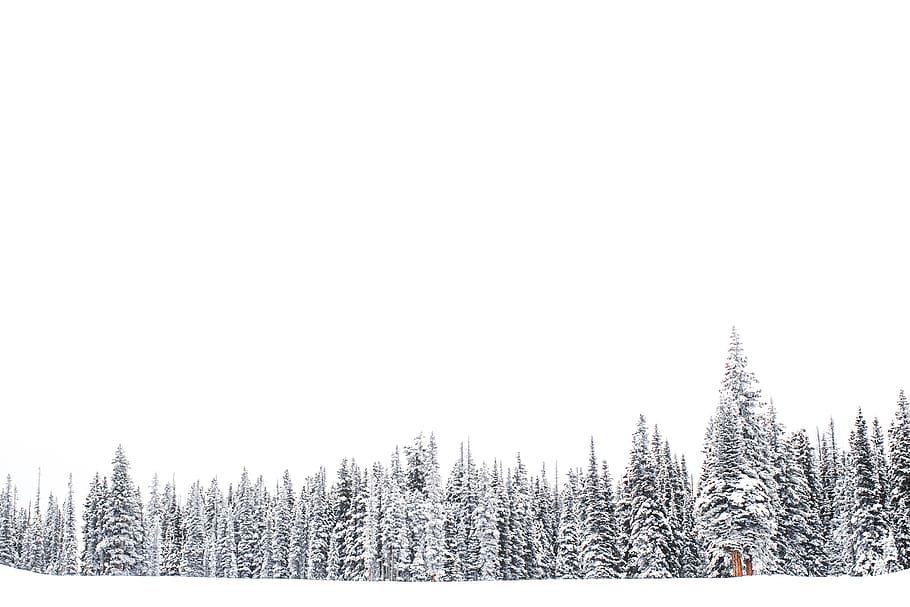 nature, tree, forest, woods, winter, cold temperature, snow HD wallpaper