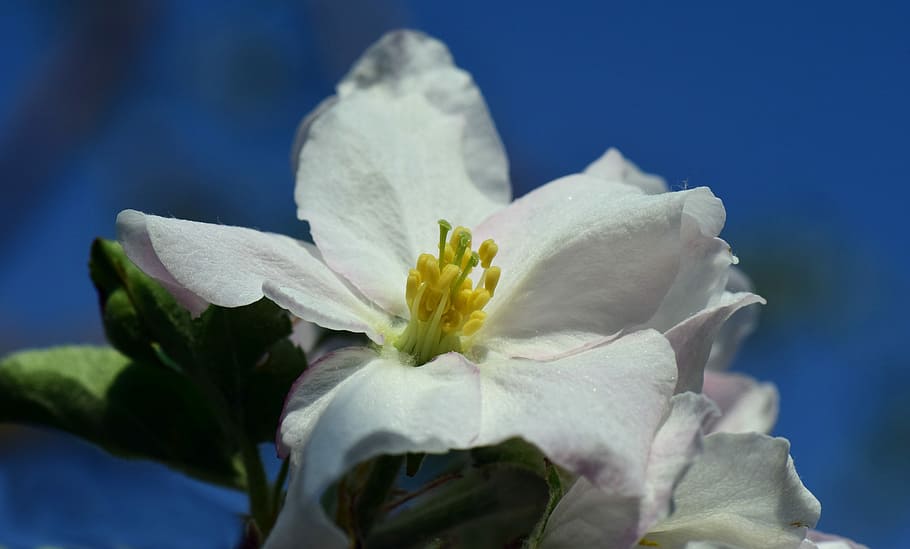 apple blossom, macro, close, white, tender, spring, pollen HD wallpaper