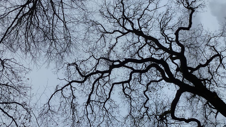 contrast, tree, depth perception, bare tree, branch, plant HD wallpaper