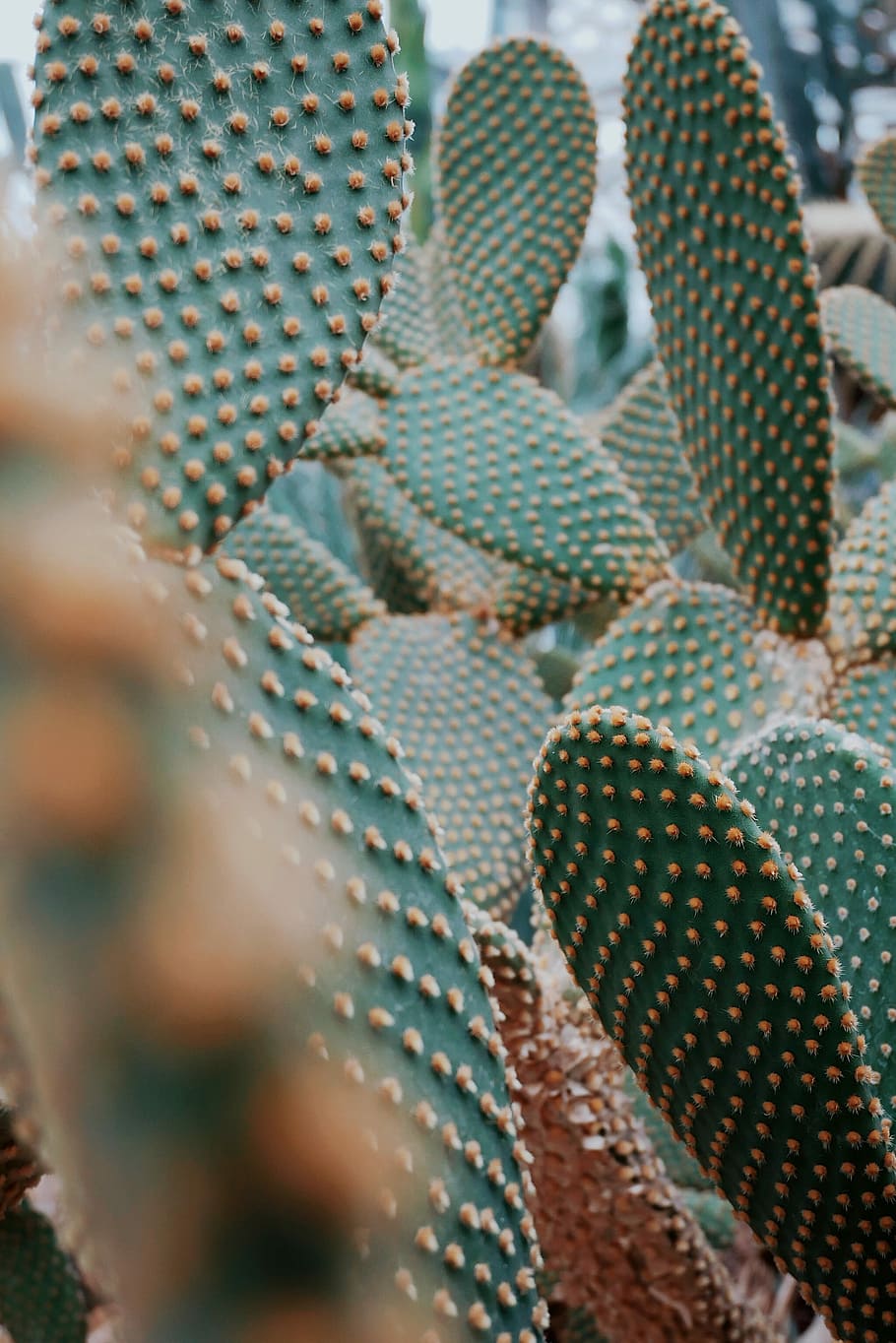 close up photo of green cactus during daytime, green cacti, succulent HD wallpaper