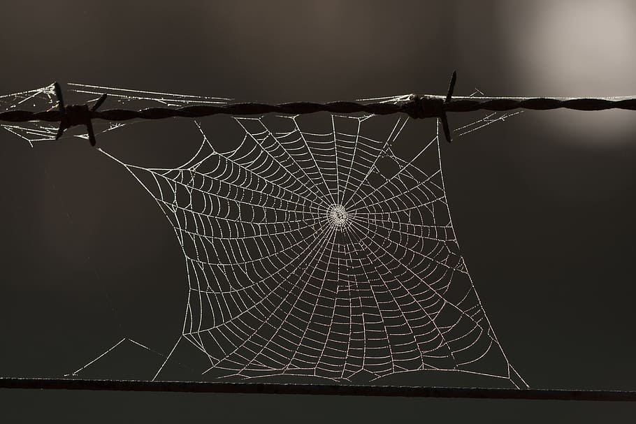 spider web, cobweb, network, autumn, nature, no people, pattern HD wallpaper