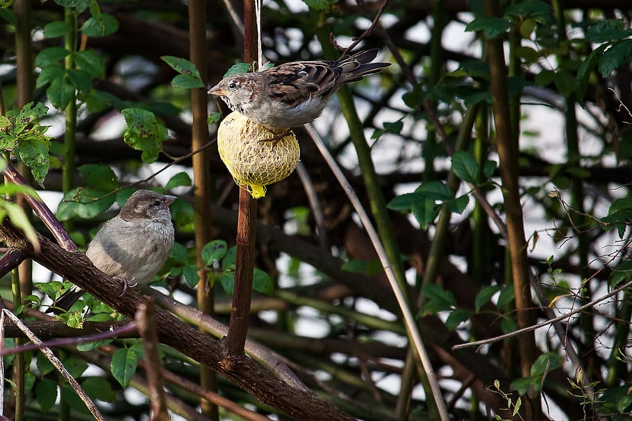 sparrows, bird, food, feeding place, shrubs, animal themes