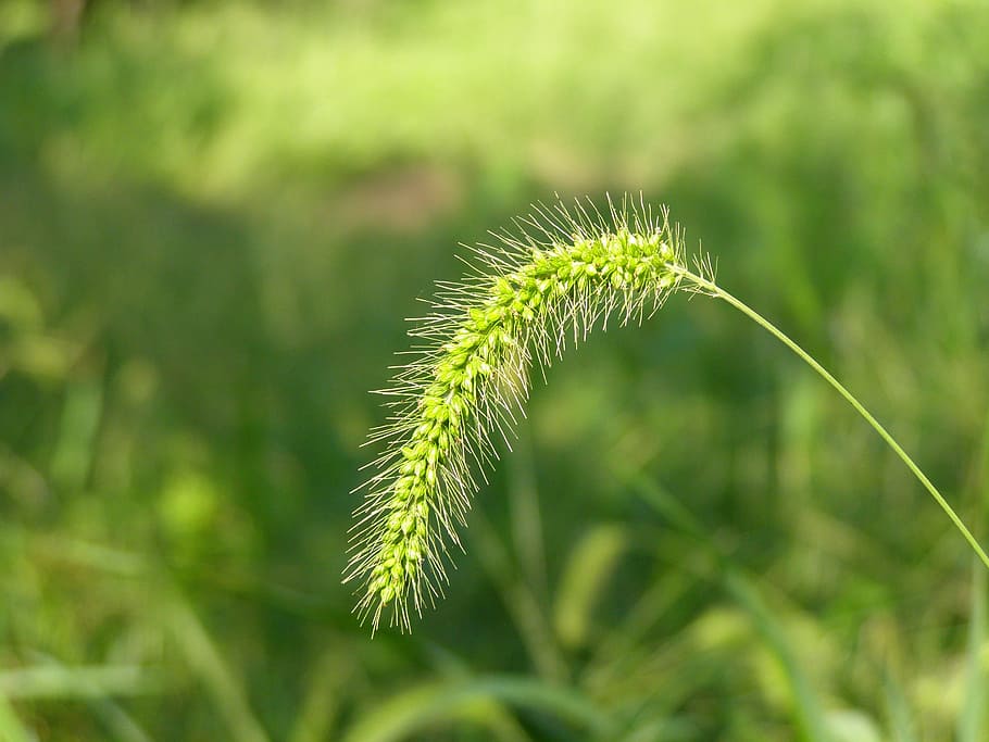 nature, summer, plants, grass, growth, green color, beauty in nature HD wallpaper