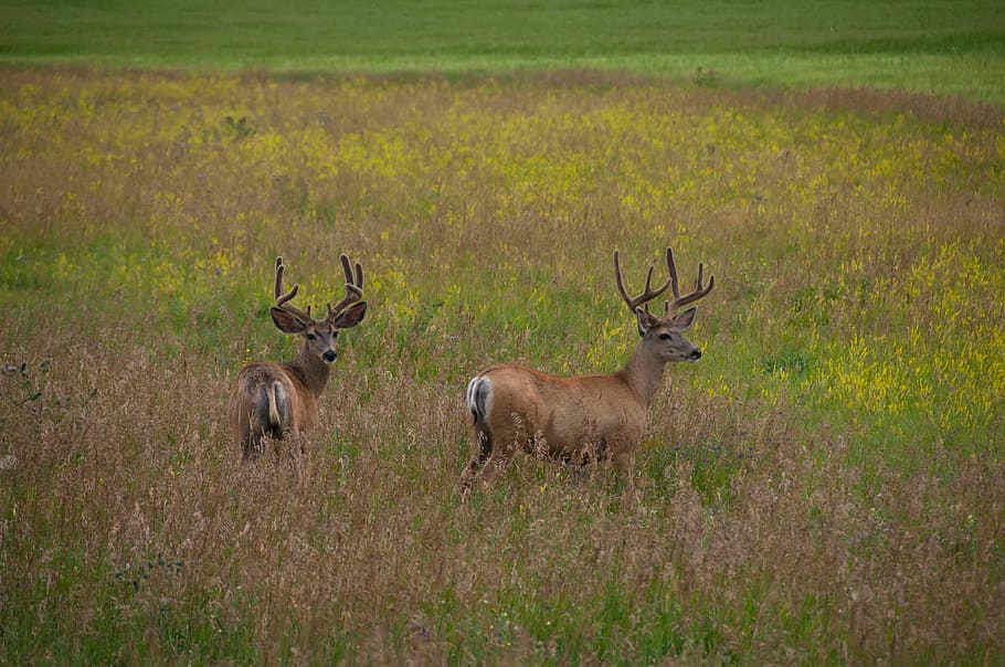 two brown deer on brown and green field during daytime, wildlife