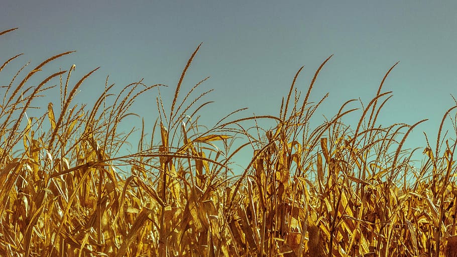 wheat, field, crops, cornfield, grain, cereals, fields, straw HD wallpaper
