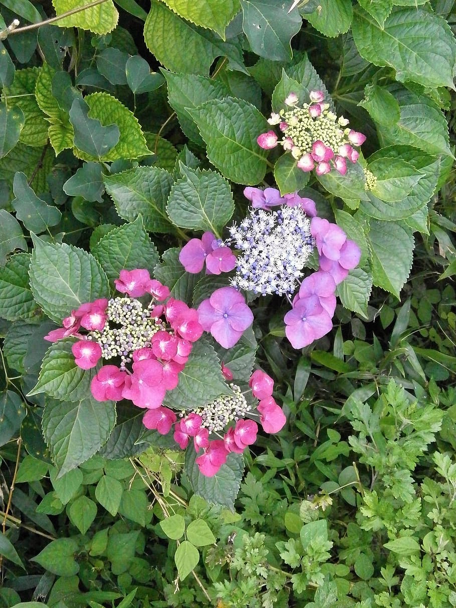 hydrangeas, purple flowers, red flowers, plant, leaf, plant part HD wallpaper