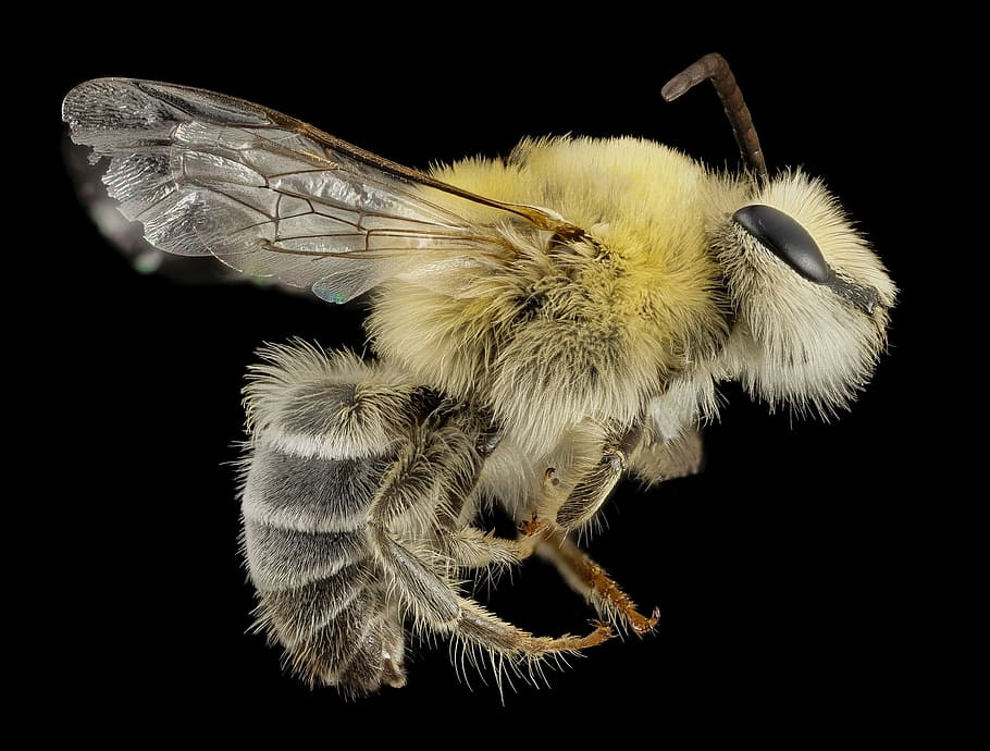 yellow and black bee, bearded bee, macro, insect, nature, pollen HD wallpaper