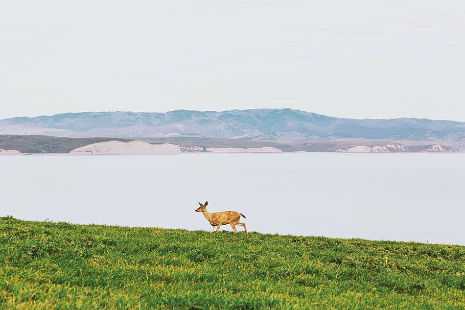 brown deer on green grass field near body of water during daytime HD wallpaper