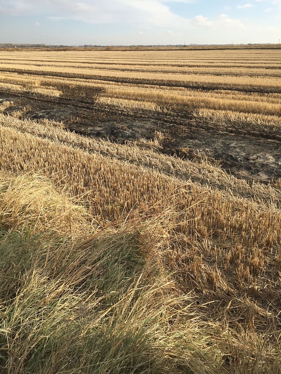 field, rice, cup, cereal, landscape, tranquil scene, environment HD wallpaper
