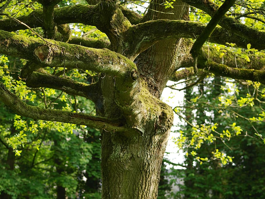 tree, old tree, gnarled, moss, log, plant, growth, tree trunk HD wallpaper