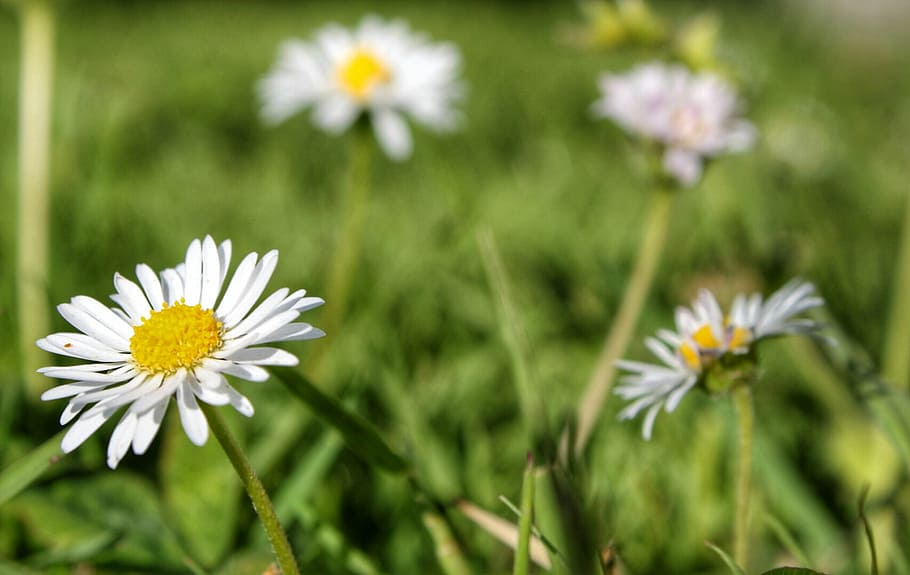asteraceae, bloom, blossom, chamomile, close-up, flora, flowers HD wallpaper