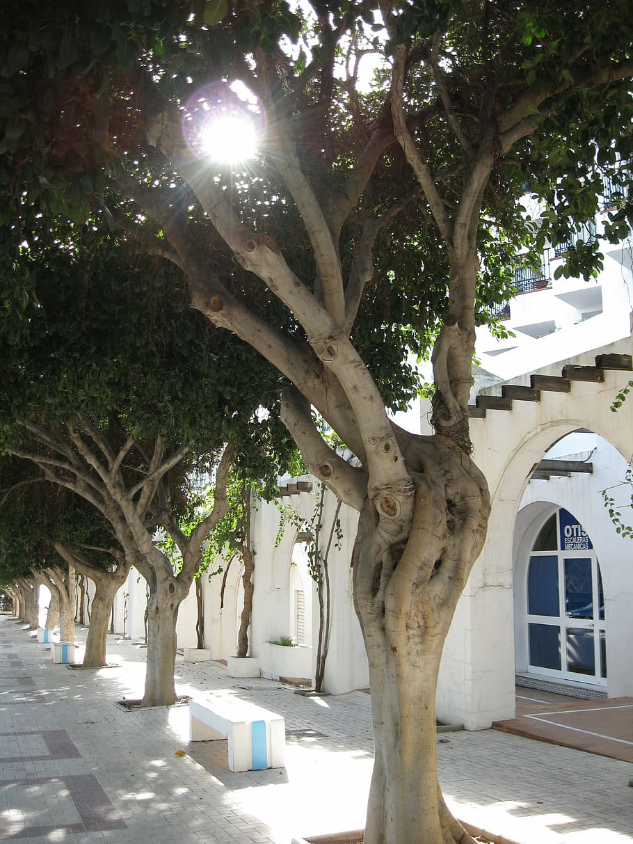 avenue, sun, tree, home, architecture, street, plant, sunlight HD wallpaper