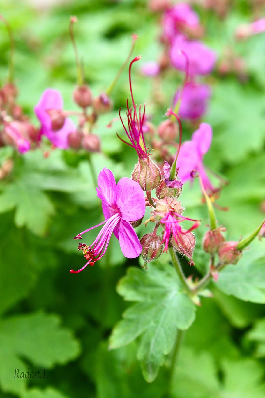 geranium, green, plant, spring, leaf, flowers, background, flowering plant HD wallpaper