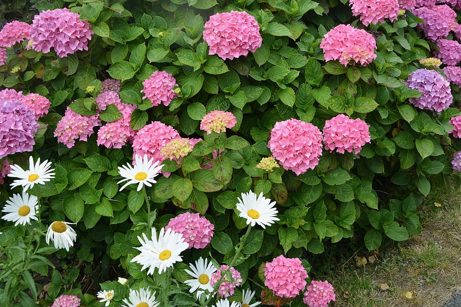 hydrangea, hedge, pink flowers, daisies, nature, plant, bushes, HD wallpaper