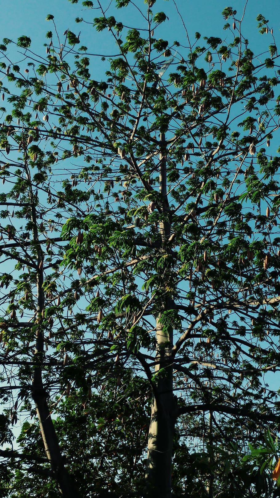tree, landscape, summer, green, plant, growth, low angle view HD wallpaper