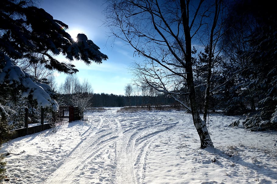 Forest, Snow, Winter, Tree, Landscape, nature, poland, white HD wallpaper