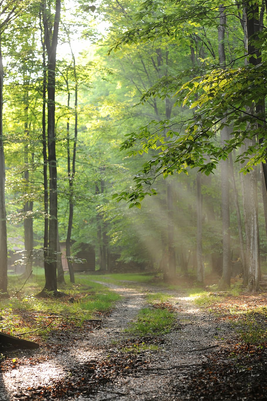 forest, trees, rays, light, sunshine, foliage, way, path, track HD wallpaper