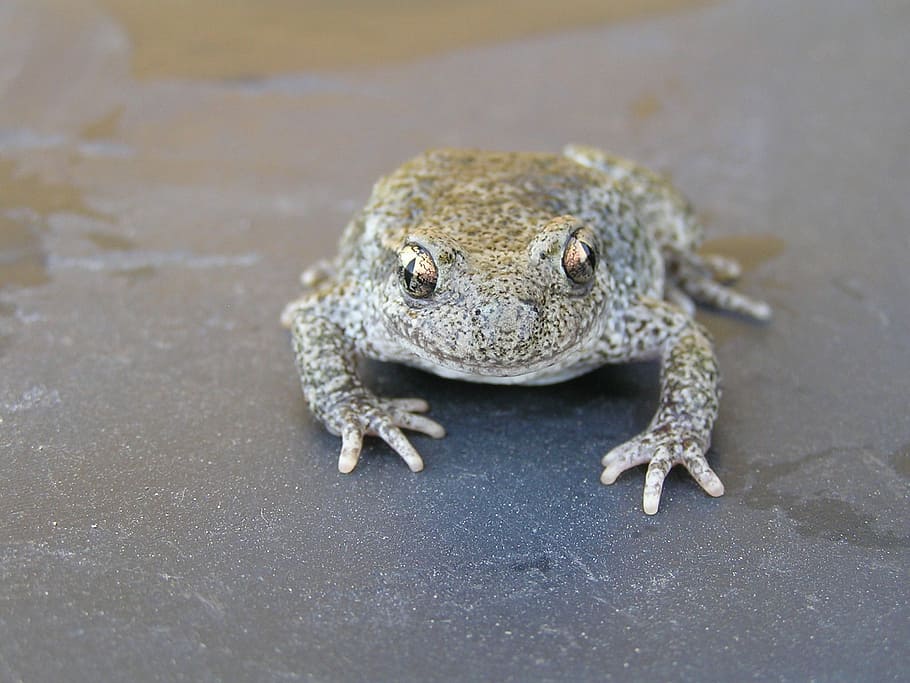 Toad, Frog, Mottled, Amphibious, frog mottled, one animal, animals in the wild HD wallpaper