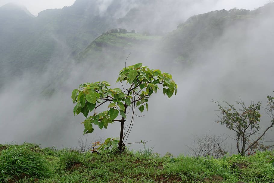 fog, nature, mist, landscape, tree, plant, beauty in nature HD wallpaper