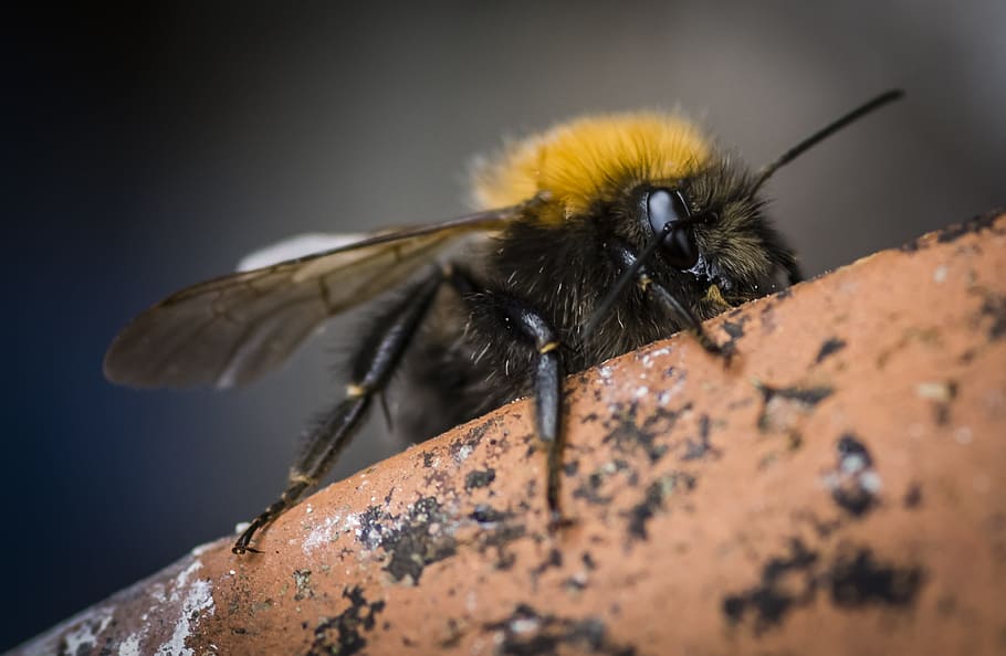 insect, bee, pollinator, nature, pollen, honeycomb, apiary HD wallpaper