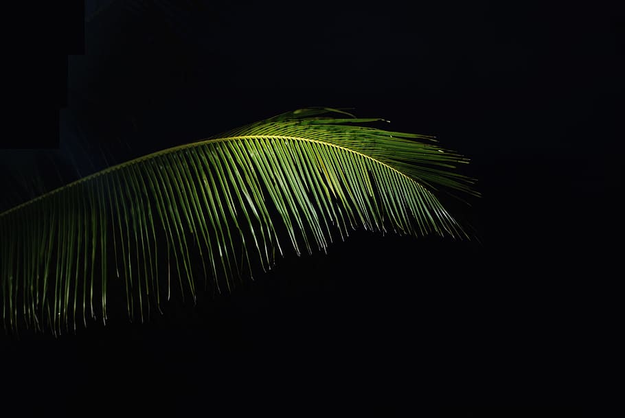green coconut tree leaf, green coconut tree, Palm, in the Dark HD wallpaper