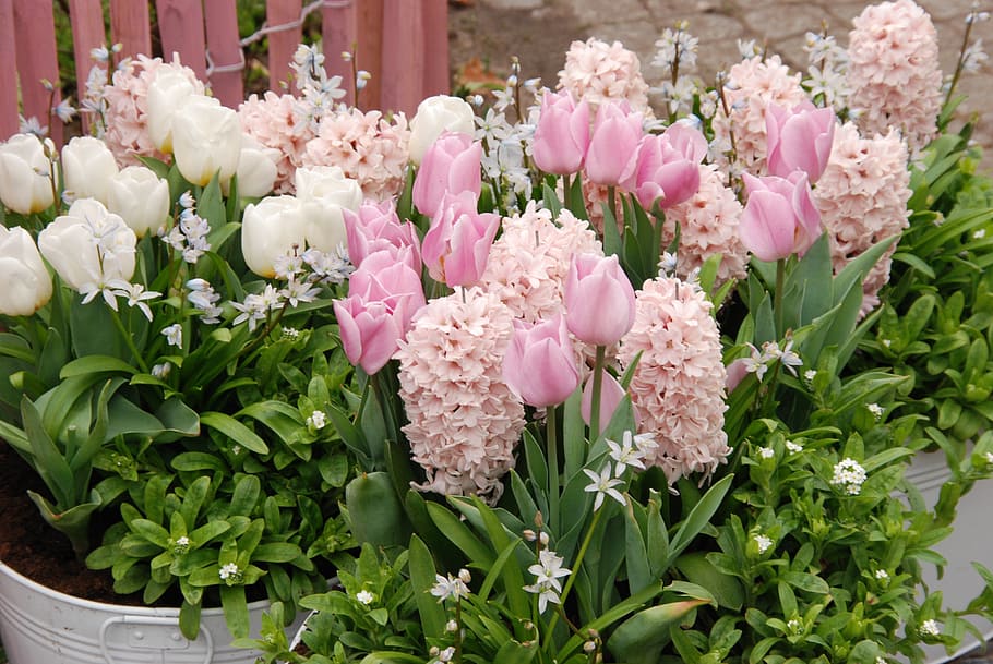 tulip, spring, flora, flower, pink, white, flowering plant HD wallpaper