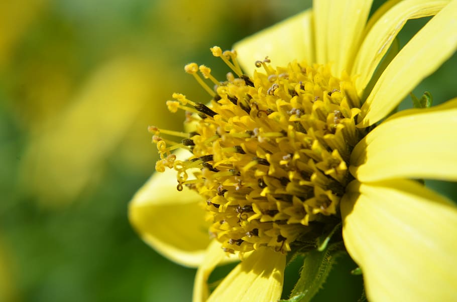 macro, simple, beautiful, plant, artistic conception, flower HD wallpaper