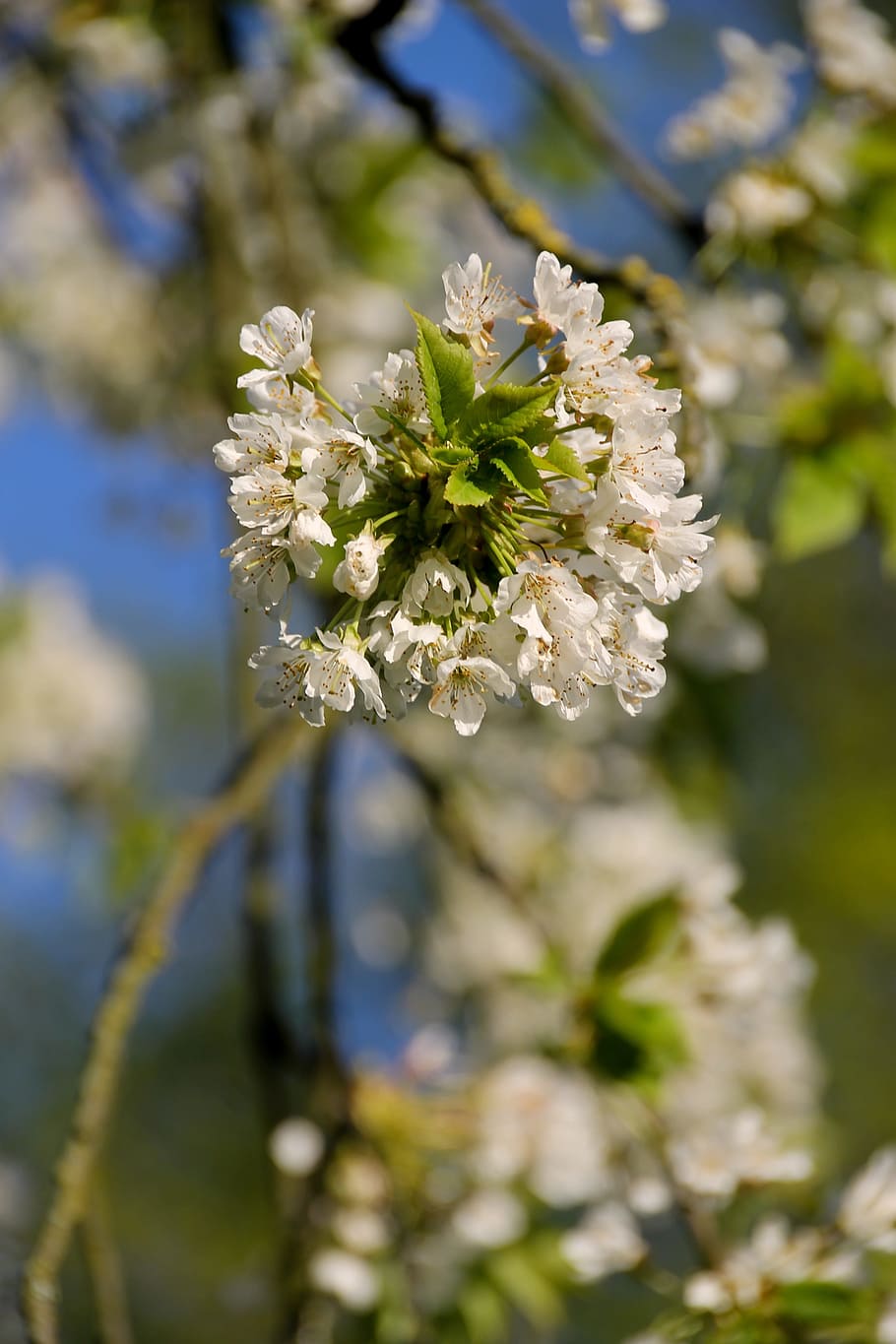 spring, flowers, tree, bloom, white, flowering plant, fragility HD wallpaper