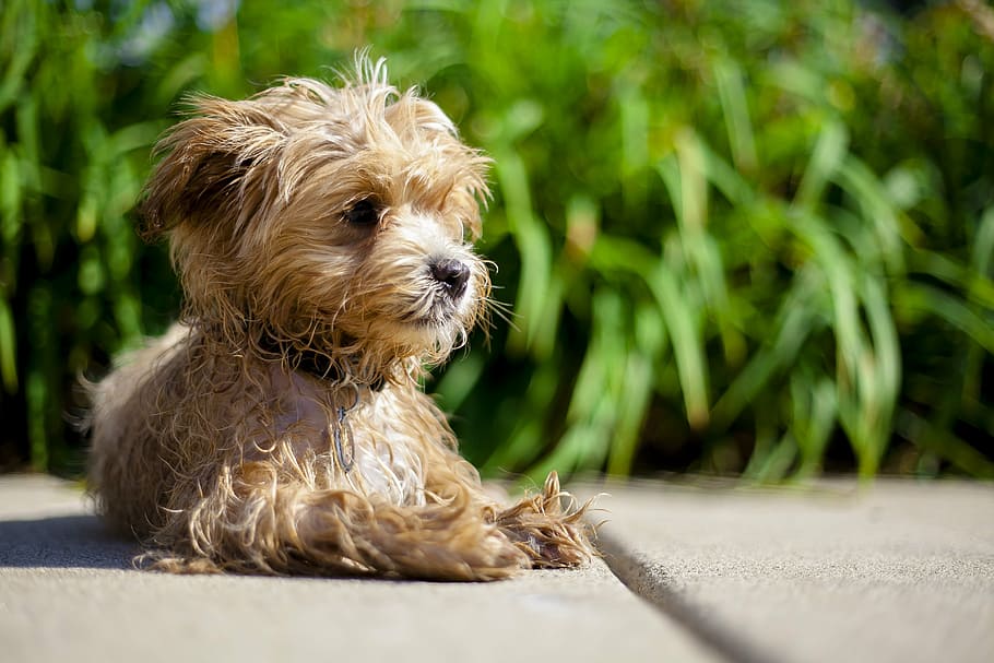 maltipoo, shake, relax, pool, hot, summer, water, leisure, young HD wallpaper