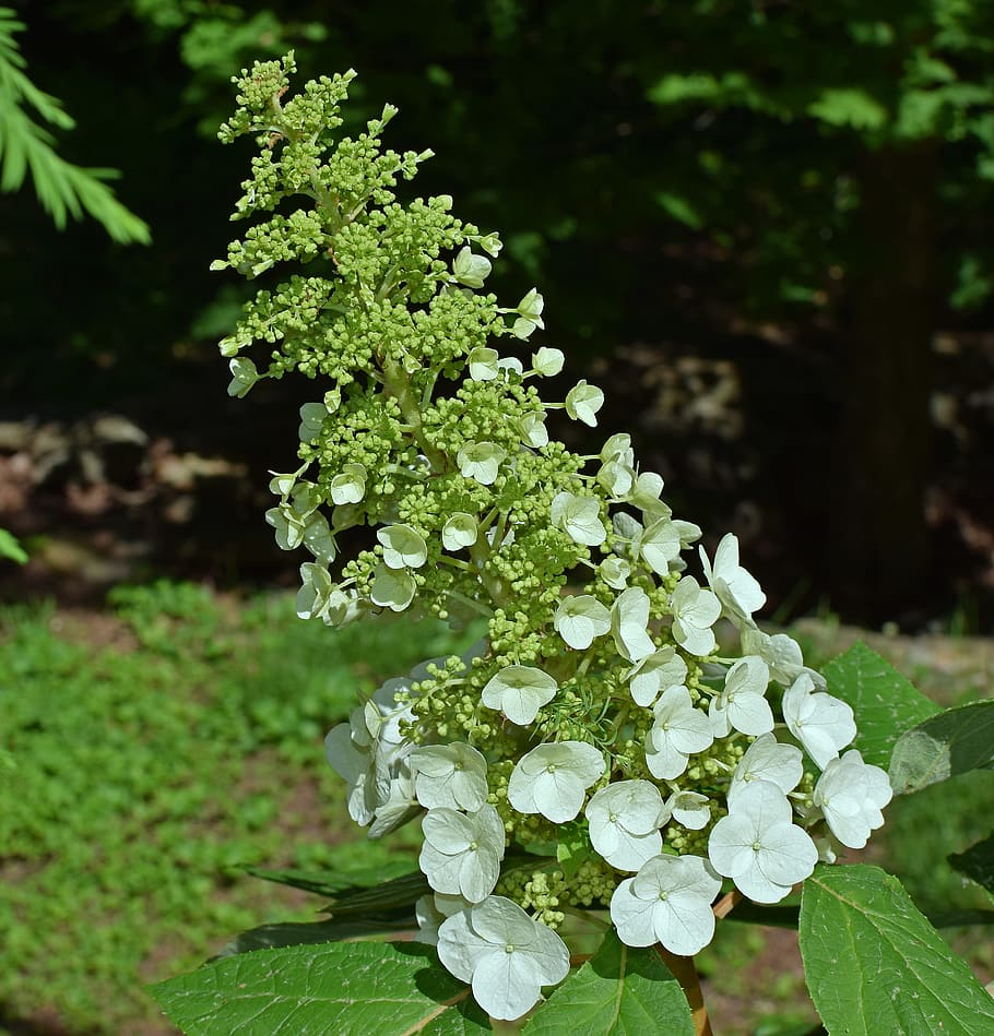Oak, Leaf, Hydrangea, White, oak leaf hydrangea, flower, bud HD wallpaper