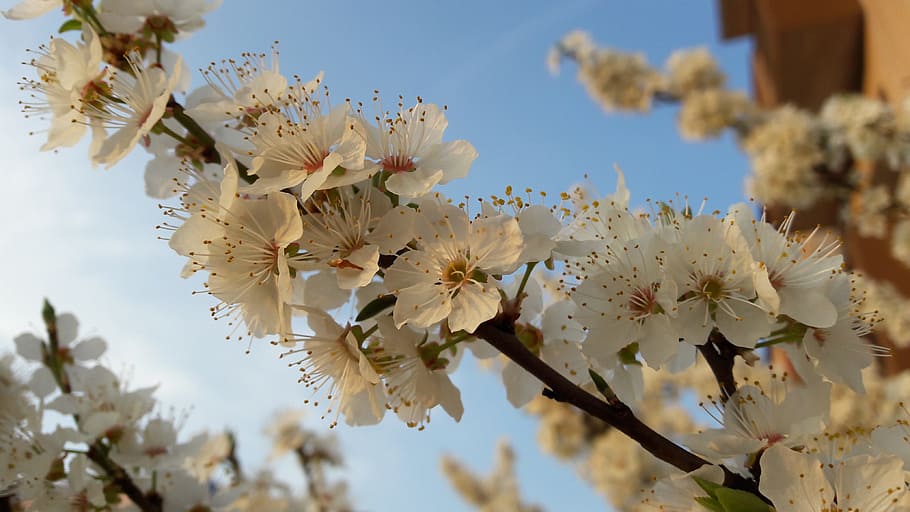 Nature, Bloom, Apple Tree, Flowers, spring, branch, springtime HD wallpaper