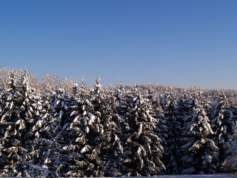 Snow, Sun, Winer, Forest, Periwinkle, christmas tree, landscape HD wallpaper
