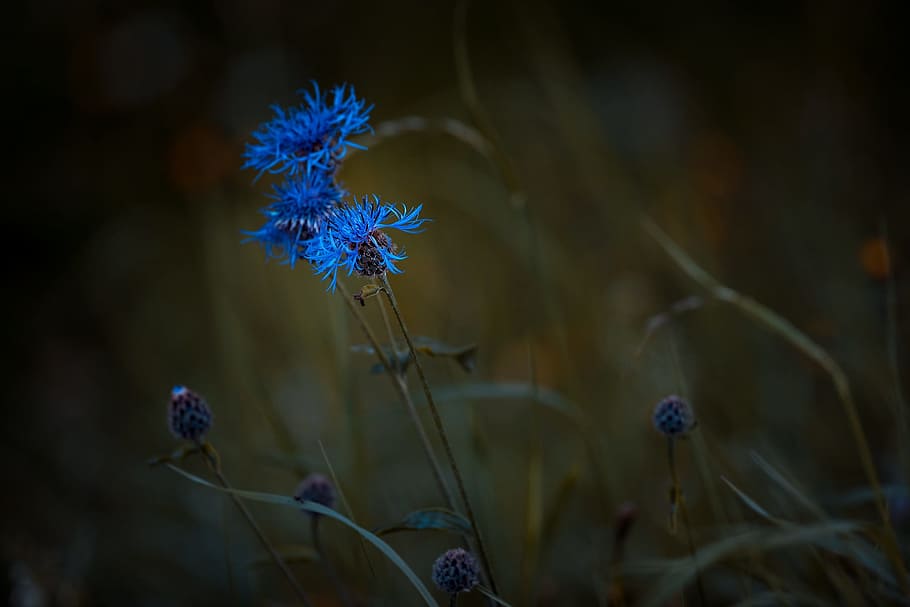 macro photography of blue cornflower, bluets, wigs malvaceae
