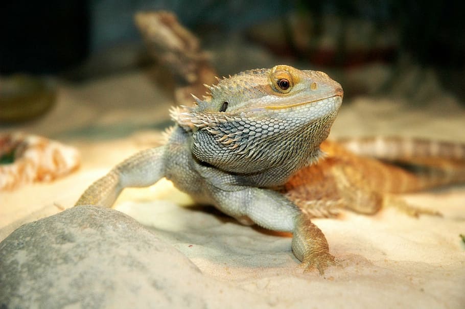lizard, pet, dragon, bearded, animal, reptile, animal themes HD wallpaper