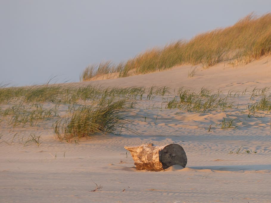 beach, sand, tree trunk, beautiful beaches, dune, spanish, beach spanish HD wallpaper
