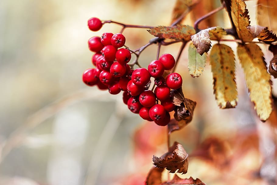 autumn, forest, rowan, food and drink, fruit, healthy eating HD wallpaper