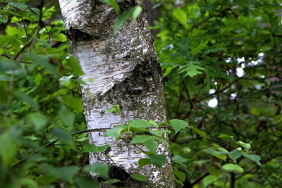 birch, leaves, tree, nature, leaf, bark, forest, tribe, wood HD wallpaper