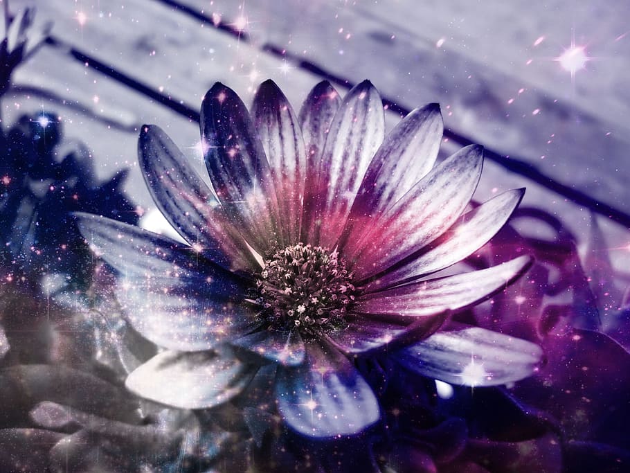 Flower, Light, Effects, Filter, fragility, petal, flower head HD wallpaper