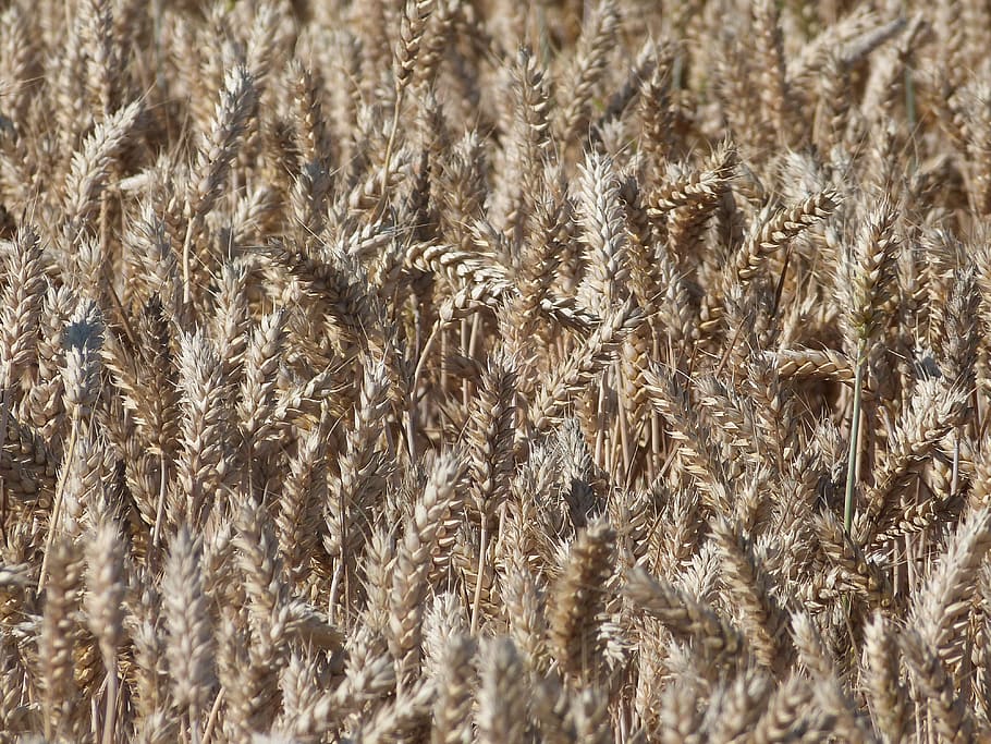 cornfield, aren, grain, nature, bread, full frame, backgrounds, HD wallpaper