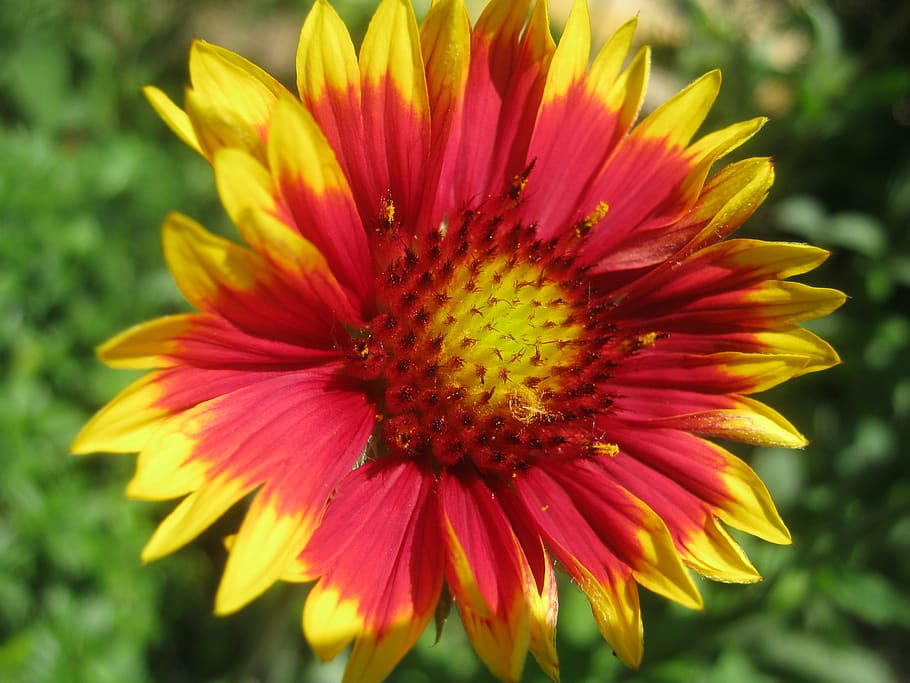 flower, spring, red, yellow, flowering plant, fragility, vulnerability HD wallpaper