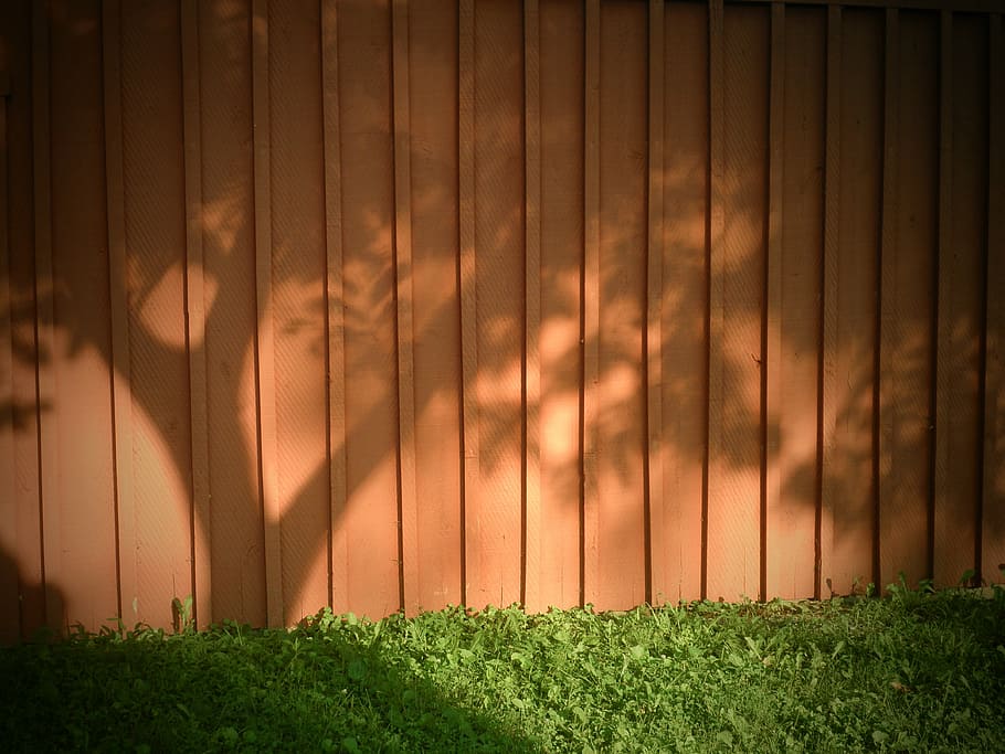 shadow, tree, wood, grass, sun, morning, rural, peaceful, nature HD wallpaper