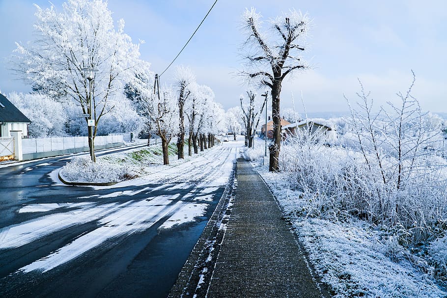 snow, winter, white, cold, weather, ice, trees, plants, nature HD wallpaper