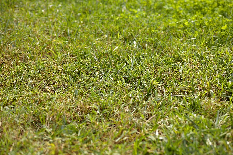 grass, texture, rural, horizontal, macro, day, summer, perfect, HD wallpaper